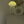 JellyCalm™ Jelly Fish Lamp