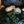 GlowGarden™  Magical Fairy Lights