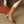 Caramel Ankle Boots